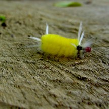Caterpillar on the desk of the restaurant of the campsite and swimming pool Mariquita
